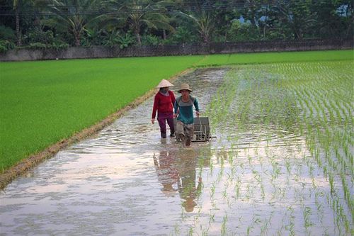 Ứng dụng hiệu quả khoa học kỹ thuật vào sản xuất nông nghiệp