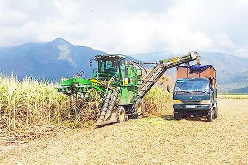 Triển khai các giải pháp phát triển mía đường trong tình hình mới