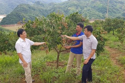 Phát triển nông nghiệp gắn xây dựng nông thôn mới