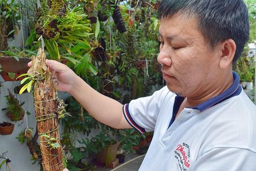 Phát triển đa dạng lan rừng Đà Lạt