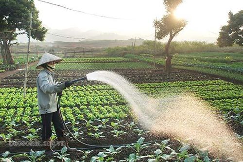 Phụ nữ Sơn La chung tay bảo vệ môi trường