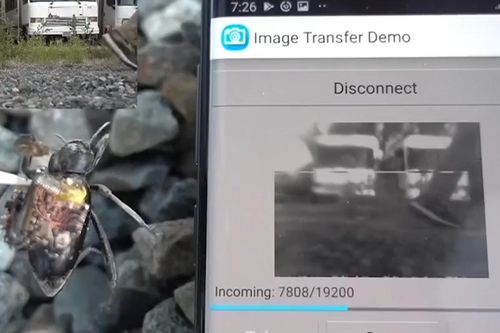 Camera siêu nhỏ lắp trên lưng bọ cánh cứng