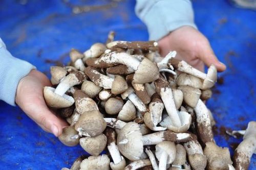 TP Hồ Chí Minh: Nấm mối cuối mùa hơn 1 triệu đồng/kg vẫn không có để mua