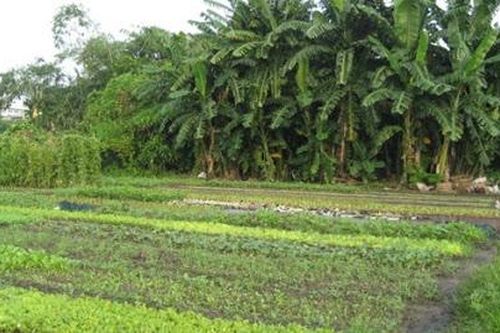 Việc xác nhận hộ sản xuất nông nghiệp khi chuyển quyền sử dụng đất