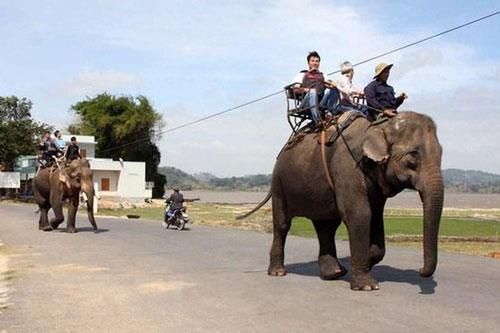 Dừng hoạt động cưỡi voi sau sự cố làm 2 du khách bị thương do ngã