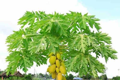 Uống một cốc nước này vào mỗi sáng, bạn sẽ không còn lo đau dạ dày