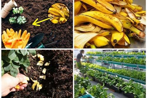 Vứt 1 nắm vỏ chuối ra vườn, không cần 1 giọt hóa chất cả vườn rau vẫn 'lớn phổng', xanh non mướt mắt