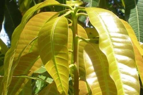 Chữa dứt điểm bệnh tiểu đường bằng loại lá cực dễ kiếm, nhà nào cũng có