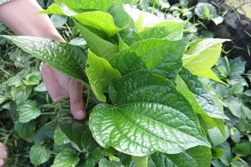 Dùng lá lốt kiểu này quý hơn 'nhân sâm nghìn năm', vừa chữa được 'bách bệnh' lại tốt cho sức khỏe