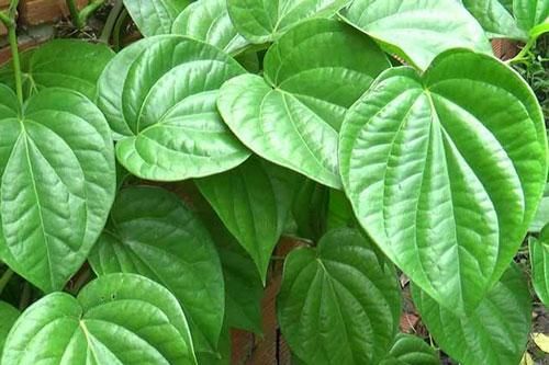 Bị 15 bệnh này cứ dùng lá trầu không là khỏi, đừng dại uống thuốc Tây hại người