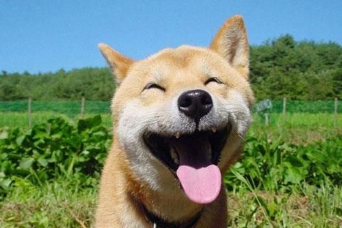 Bạn sẽ cảm thấy thoải mái hơn khi ngắm nhìn những 'nụ cười' trong thế giới động vật