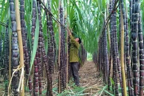 Ngành mía đường: Chủ động hội nhập