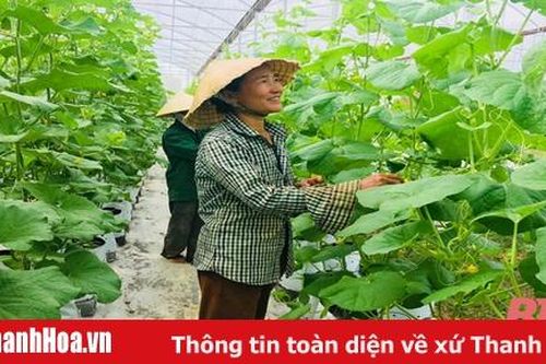 Gam màu sáng ở vùng quê nông thôn mới