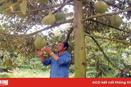 Nông dân Chợ Mới làm giàu