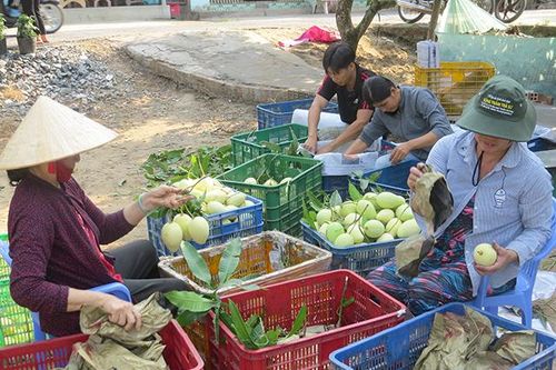 Liên kết chuỗi giá trị giúp giảm chi phí, nâng cao giá trị nông sản