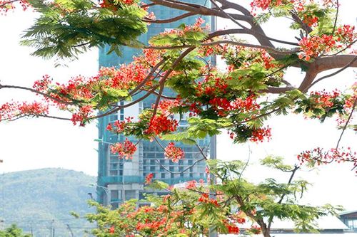 Lưu bút ngày xanh