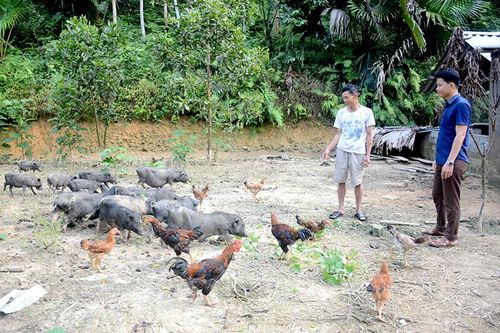 Hùng Mỹ phát triển chăn nuôi lợn đen