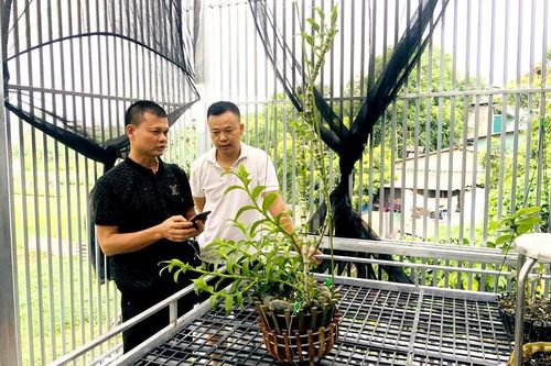 Phong lan - đâu là giá trị thực?