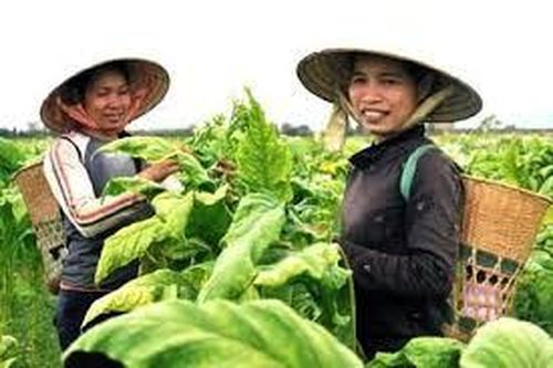 Ổn định, phát triển vùng nguyên liệu thuốc lá góp phần đẩy mạnh Chương trình Mục tiêu quốc gia Xây dựng nông thôn mới ở các tỉnh miền núi phía Bắc nước ta