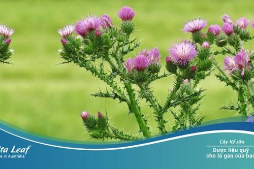 Bảo vệ gan, phục hồi 'bộ máy' thải độc bằng sản phẩm từ Úc