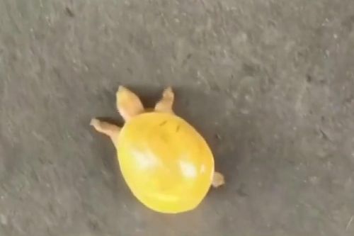 Xuất hiện rùa vàng quý hiếm ở Ấn Độ