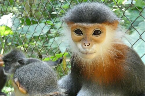 Phát hiện 'kho báu' về đa dạng sinh học ở Kon Tum