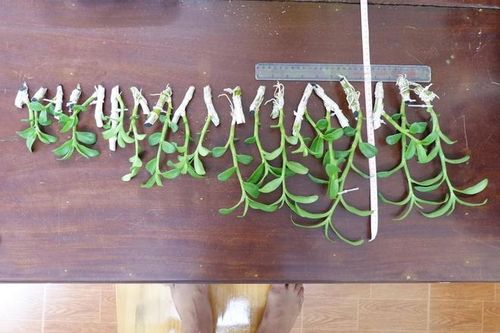 Tạm giữ nghi can trộm lan đột biến gen trị giá 750 triệu ở Đồng Nai