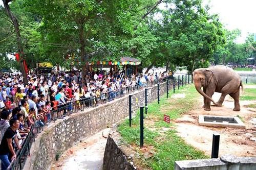 Hà Nội: Sửa chữa chuồng thú và đường dạo trong Vườn thú Hà Nội