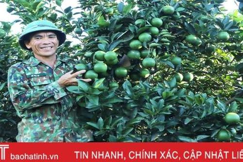 Ngắm vườn cam mướt xanh, trĩu quả trong nắng hạn ở vùng núi Hà Tĩnh