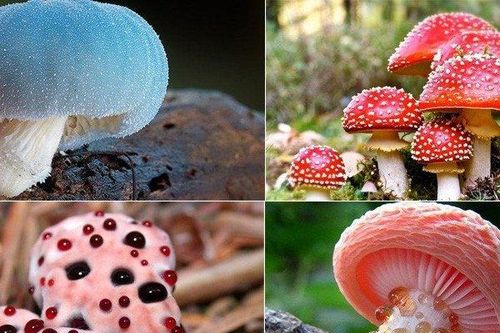 Mua nấm nhìn thấy những dấu hiệu này, bạn cần bỏ ngay kẻo hối hận không kịp