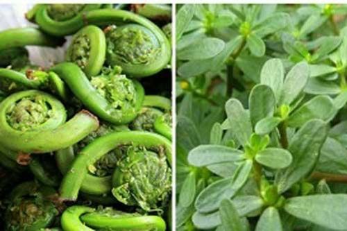 5 loại rau 'trường thọ' được thế giới săn lùng, có loại đắt gấp 10 lần nhân sâm mà người Việt bỏ phí