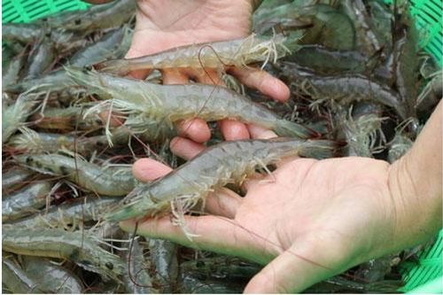 Cách chọn tôm tươi ngon, không hóa chất: Nhìn đúng một điểm, mua 10 con ngon cả 10