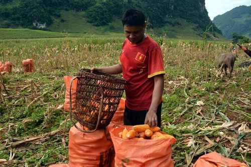 Hiệu quả đào tạo nghề nông nghiệp