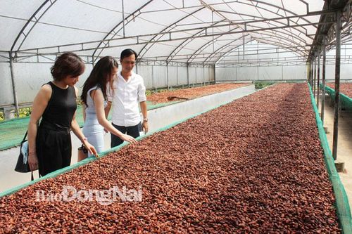 Tạo ''bệ đỡ'' cho sản xuất hàng hóa lớn