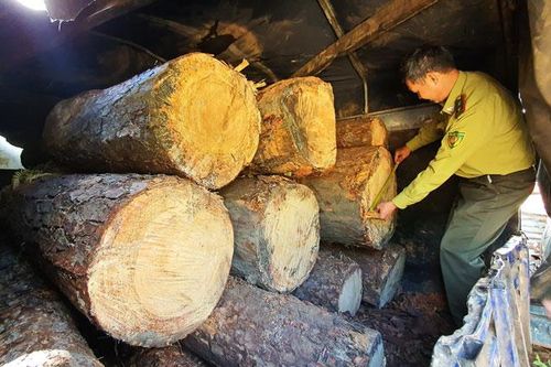 Bắt quả tang xe tải vận chuyển gỗ thông cổ thụ