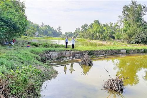 Hội viên nông dân tiên phong nuôi cá leo thương phẩm trong ao đất