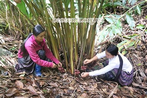 Chiềng Muôn nỗ lực thoát nghèo