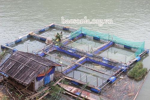 Hội Nông dân huyện Vân Hồ: Hỗ trợ hội viên phát triển kinh tế
