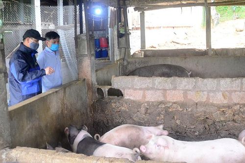 Hỗ trợ người chăn nuôi tái đàn lợn