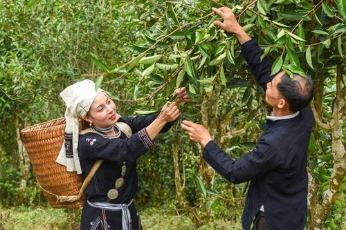 Toàn tỉnh có trên 99 ha sản phẩm nông nghiệp sản xuất hữu cơ