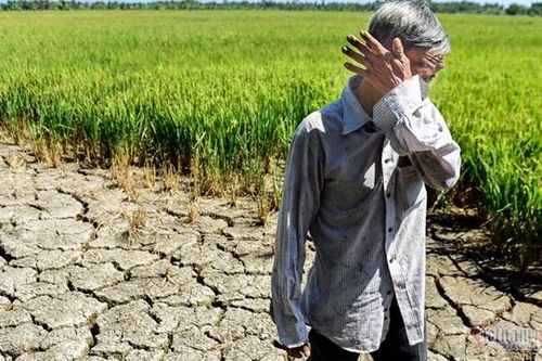 Khẩn cấp cứu lúa