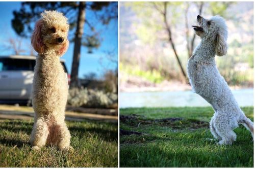 Cuộc sống của cô chó Poodle mất đôi chân trước