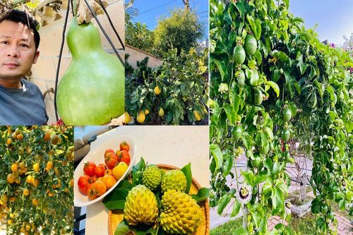 'Lóa mắt' với vườn cây sai trĩu quả của Bằng Kiều ở Mỹ