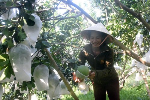 Nông dân Nghệ An lồng 'áo giáp' chống nắng cho bưởi