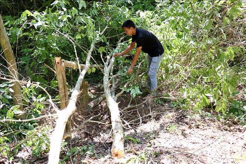Báo động tình trạng khai thác bằng lăng ở khu vực đèo Mang Yang, Gia Lai