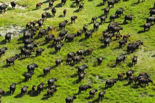 Khám phá 'thiên đường' của các loài động vật, nơi được UNESCO công nhận là 'di sản văn hóa thế giới'