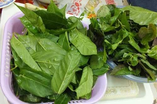 Có lá này trong nhà không lo bệnh gan, giúp đánh tan mất ngủ, gặp những bệnh sau không mất tiền mua thuốc tây