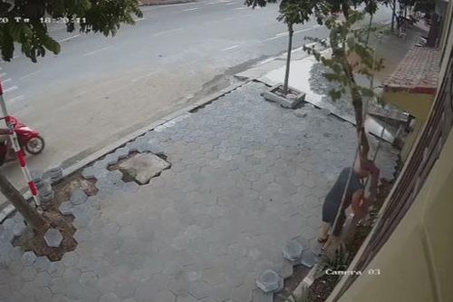 Clip: Ngao ngán cảnh cặp đôi phối hợp trộm cây hoa giấy 7 năm tuổi ngay trước cửa nhà dân