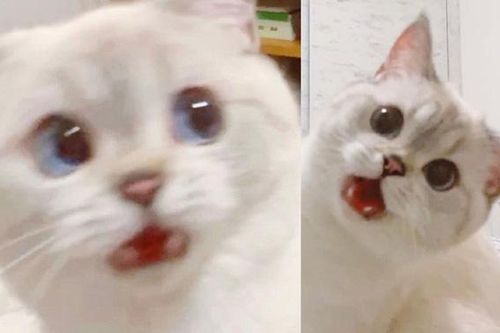 Gặp gỡ mèo Anh lông ngắn sở hữu biểu cảm drama nhất năm 2020