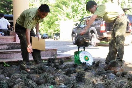 Cấm cán bộ, công chức, viên chức và người thân mua bán, tiêu thụ động vật hoang dã